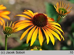 Echinacea Phoenix