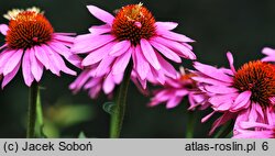 Echinacea Pink Poodle