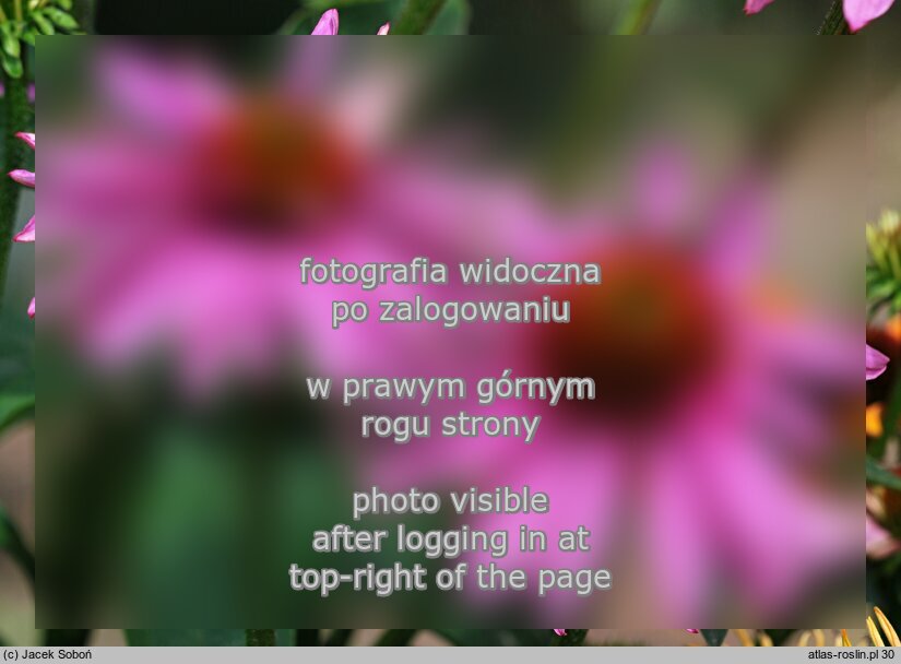 Echinacea Pink Poodle