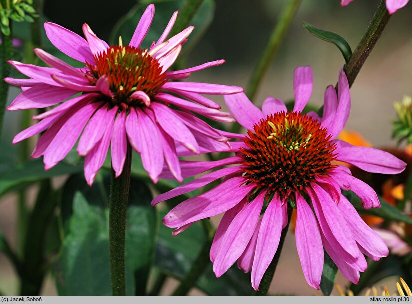 Echinacea Pink Poodle