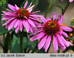 Echinacea Pink Poodle