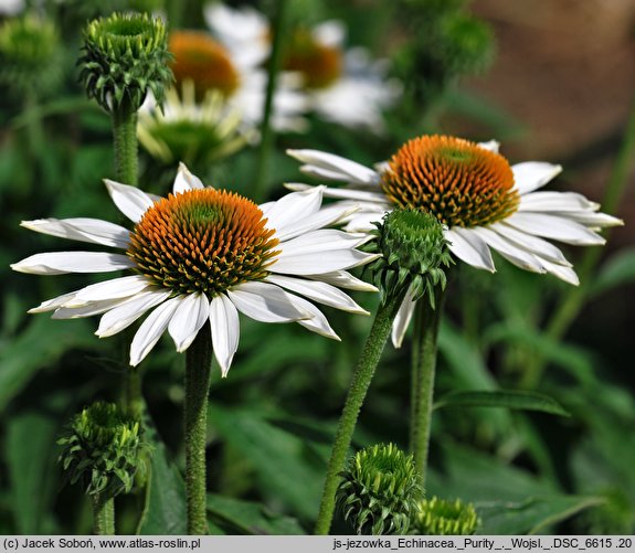 Echinacea Purity