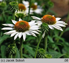 Echinacea Purity