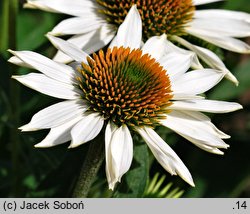 Echinacea Purity