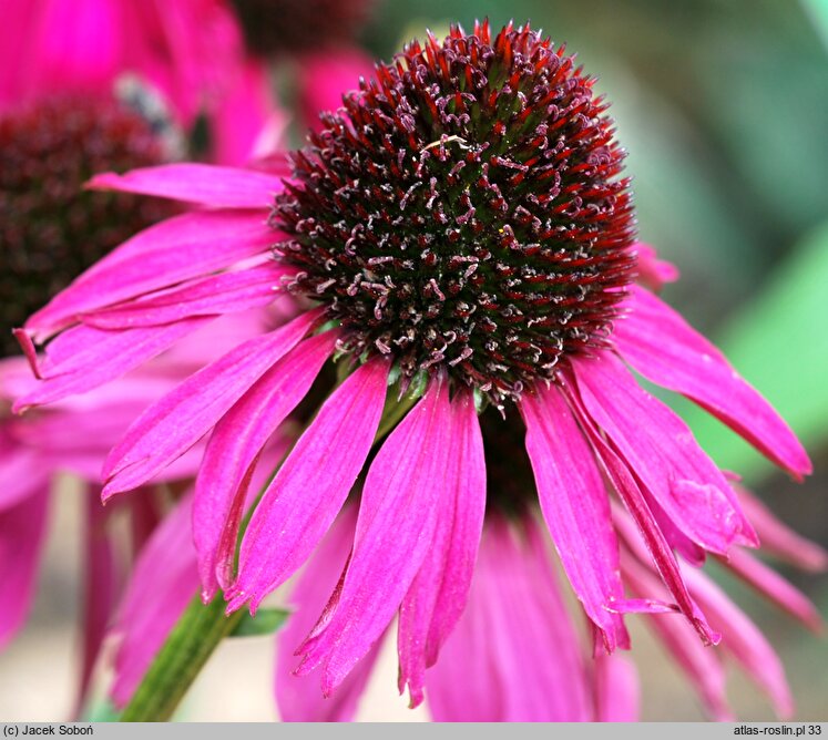 Echinacea Raspberry Tart