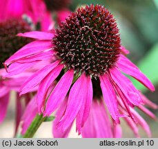 Echinacea Raspberry Tart