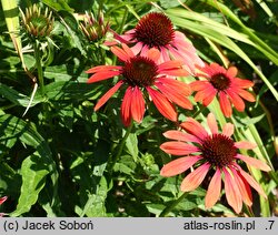 Echinacea Red Pearl