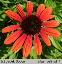 Echinacea Red Pearl