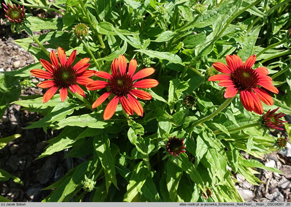 Echinacea Red Pearl
