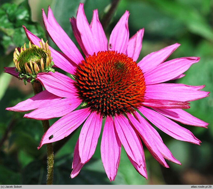 Echinacea Ruby Giant