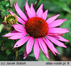 Echinacea Ruby Giant