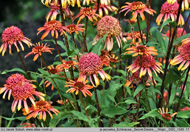 Echinacea Secret Desire