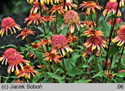 Echinacea Secret Desire