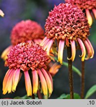 Echinacea Secret Desire