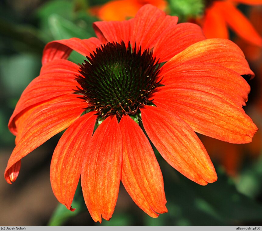 Echinacea Tangerine Dream