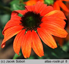 Echinacea Tangerine Dream