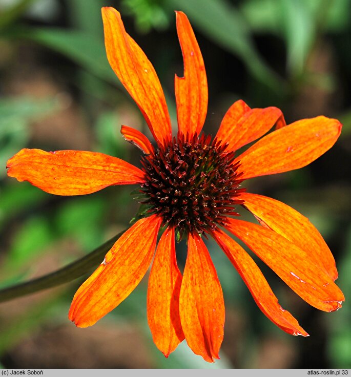 Echinacea Tiki Torch