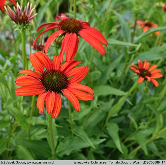 Echinacea Tomato Soup