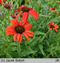 Echinacea Tomato Soup