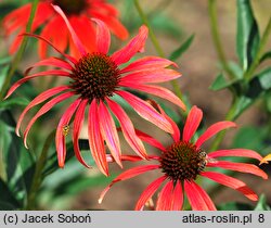 Echinacea Tomato Soup