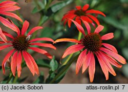 Echinacea Tomato Soup