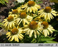 Echinacea White Pearl
