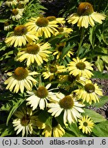 Echinacea White Pearl