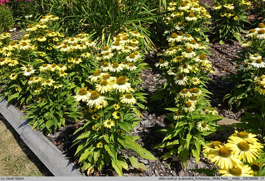 Echinacea White Pearl