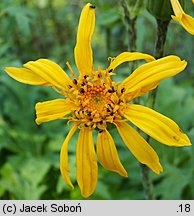 Ligularia xhessei