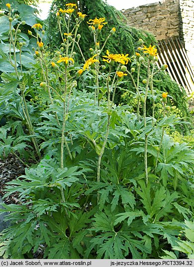 Ligularia xhessei