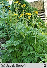 Ligularia xhessei