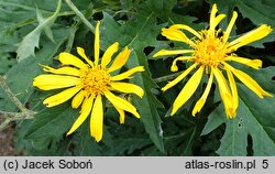 Ligularia japonica (języczka japońska)