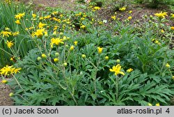 Ligularia japonica (języczka japońska)