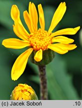 Ligularia japonica (języczka japońska)