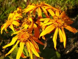 Ligularia dentata