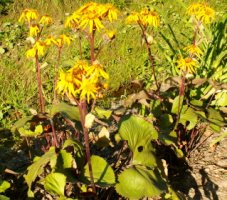 Ligularia dentata