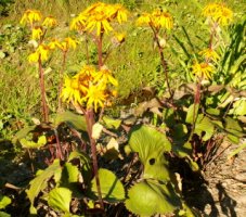 Ligularia dentata