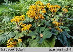 Ligularia dentata Desdemona