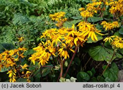 Ligularia dentata Desdemona