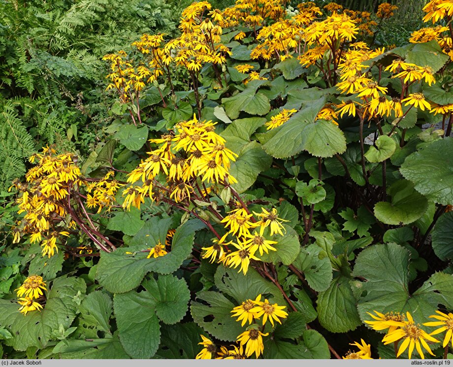 Ligularia dentata Desdemona