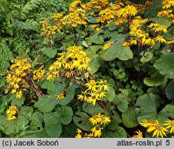 Ligularia dentata Desdemona