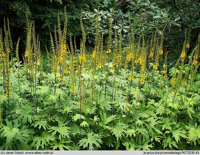 Ligularia przewalskii