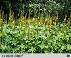 Ligularia przewalskii