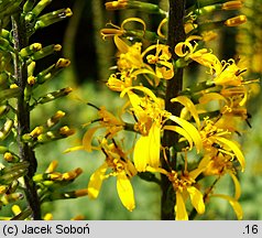 Ligularia przewalskii