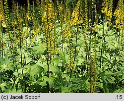 Ligularia przewalskii