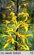 Ligularia przewalskii