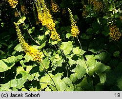 Ligularia stenocephala