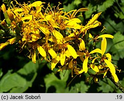 Ligularia stenocephala