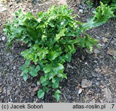 Asplenium scolopendrium Ramosa Cristata