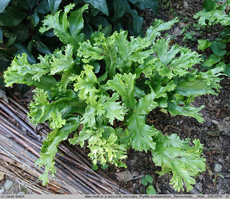 Asplenium scolopendrium Ramosa Cristata